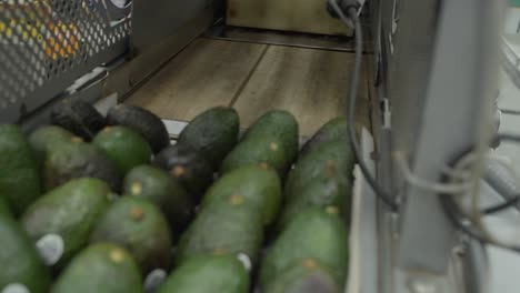 SLOW-MOTION:-AVOCADOS-BEING-PACKED-AT-MICHOACAN