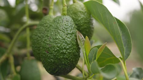 Avocadobäume-Und-Früchte-Bei-Uruapan