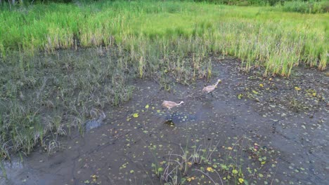 Herons-hunting-for-food-in-Wet-marsh