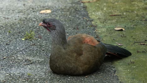 Chaco-chachalaca,-spotted-in-an-urban-park,-sitting-and-resting-on-the-ground,-wondering-around-the-surroundings,-close-up-shot