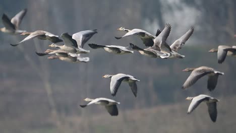 La-Bandada-De-Gansos-Con-Cabeza-De-Barra-Volando