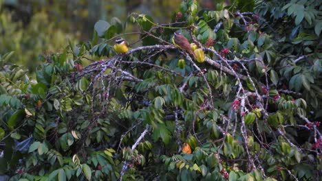 Pair-of-Greater-Lesser-Kiskadee-fly-and-bounce-from-bent-overgrown-branches-in-La-Vega-Colombia