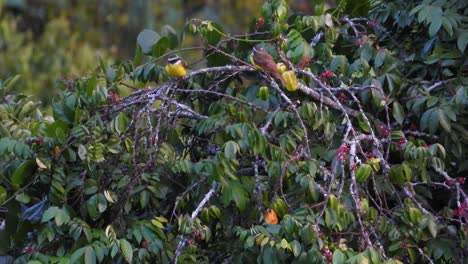 Paar-Größere-Kleine-Gelbschnabel-Tyrannen-Fliegen-Und-Hüpfen-Von-Gebogenen,-überwucherten-Ästen-In-La-Vega,-Kolumbien