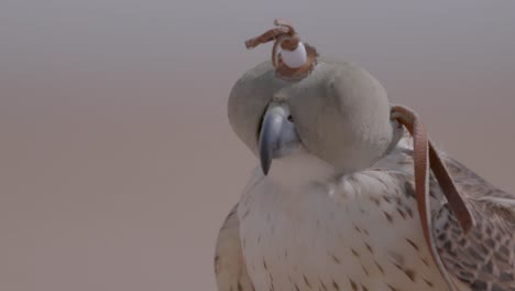 Close-up-of-a-hooded-falcon-at-twilight,-serene-expression,-with-detailed-plumage