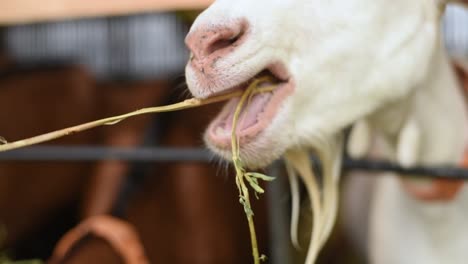 White-goat-eating-straw-on-farm-in-France