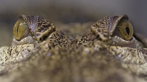 Salzwasserkrokodil-Augen-Makro-Nahaufnahme