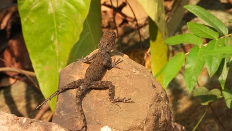 Rock-lizard-relaxing-on-rocks-