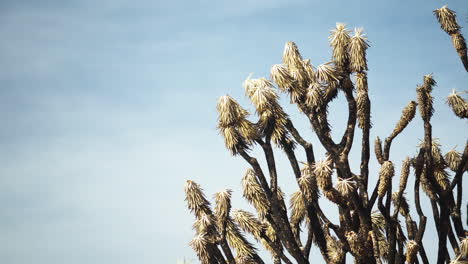 Nahaufnahme-Schwenk-über-Joshua-Tree-Pflanze-Zweige-Vegetation-Naturschutz-In-Der-Wüste-Mojave-Preserve-Nationalpark-Kalifornien-Amerika-Usa