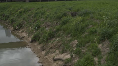 Establishing-drone-shot-of-alligator-that-ascends-and-reveal-downtown-Houston