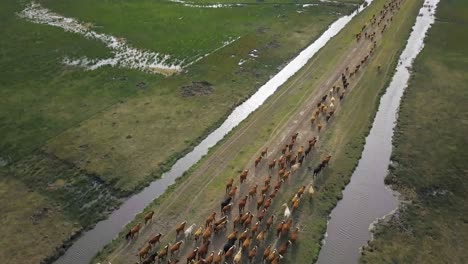 Cattle-herd-guided-by-cowboys-on-a-narrow-path-in-a-lush-field,-aerial-view