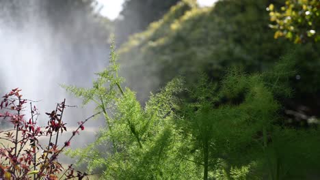 Fennel-and-fuchsia-against-blurred-background-of-garden-sprinkler-in-bright-late-afternoon-summer-sunlight