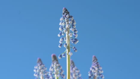 View-of-blue-Grape-Hyacinth-flowers,-also-known-as-Muscari,-against-a-clear-blue-sky