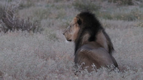 León-Macho-Acostado-En-La-Sabana-Africana-Durante-La-Puesta-De-Sol