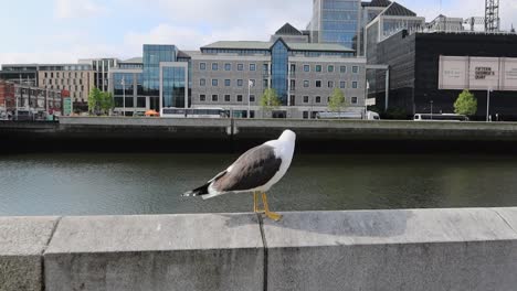 Gaviota-Acicalándose-Con-El-Río-Liffey-Y-La-Ciudad-De-Dublín-Al-Fondo