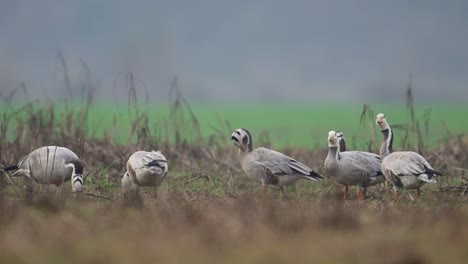The-Flock-of-bar-headed-goose-in-morning