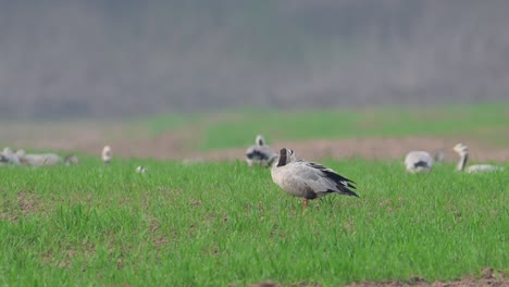 The-bar-headed-goose-preening