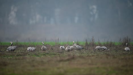 Die-Gänseherde-Am-Morgen