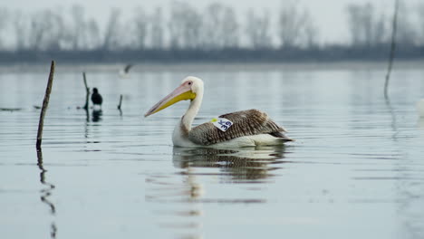 Junger-Weißer-Pelikan-Schwimmt-In-Zeitlupe-Im-Kerkini-See-In-Griechenland