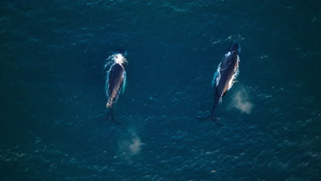 Un-Par-De-Ballenas-Jorobadas-Salen-A-La-Superficie-Y-Salen-Juntas,-Seguimiento-Aéreo