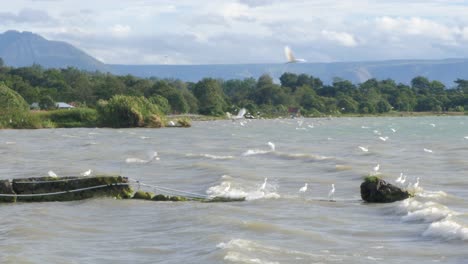 Weiße-Störche-Waten-Bei-Sonnenaufgang-Durch-Das-Ruhige-Wasser-Des-Tobasees-Auf-Sumatra-Und-Zeigen-Die-Ruhige-Tierwelt