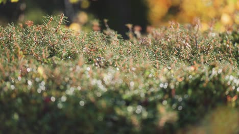 A-soft-carpet-of-tundra-undergrowth-lit-by-the-warm-sun