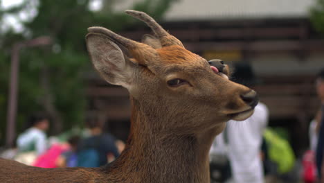 Near-the-central-gate-of-Todai-ji-temple-in-Nara,-Japan,-a-close-up-shot-captures-deers-amidst-a-crowd-of-tourists,-busy-snapping-selfies-and-heading-into-the-temple