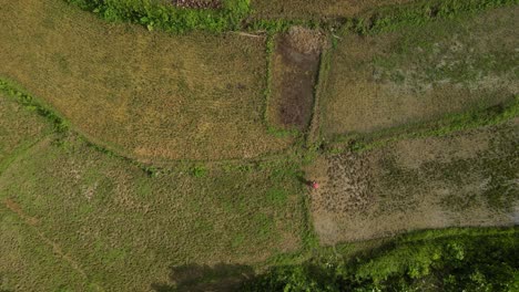 A-person-walking-through-patchwork-fields-on-bohol-island,-philippines,-aerial-view