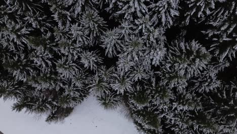 Aerial-view-of-snow-covered-pine-forest-in-winter