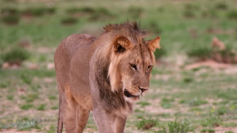 Wild-African-Lion-Walking-In-Green-Field---Close-Up