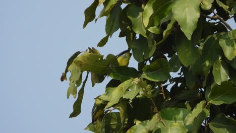 Black-Bulbul-.-Beautiful-birds-