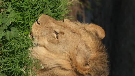 Vertical-View-Of-A-Young-Male-Mane-Lion-Eating-Grass