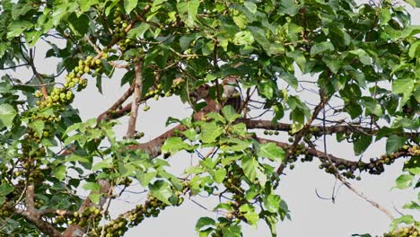 Essen-Einer-Frucht,-Während-Sie-Auf-Einem-Ast-Im-Baum-Ruhen,-Dreistreifen-Palmenzibetkatze-Arctogalidia-Trivirgata,-Thailand