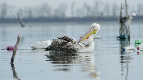 Young-Great-white-pelican-cleaning-preening-feathers-lake-Kerkini-noon