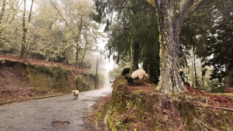 Slow-motion-shot-of-Sheep-flock-herding-on-Magical-Foggy-forest,-Madeira-Island