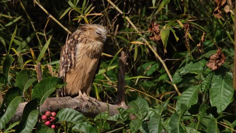 Seen-preening-its-right-under-wing-and-faces-to-the-right-then-clinches-its-left-foot,-Buffy-Fish-Owl-Ketupa-ketupu,-Thailand