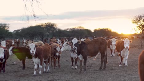 Herd-of-cows-grazing-in-a-field-at-sunset-in-slow-motion,-tranquil-rural-scene