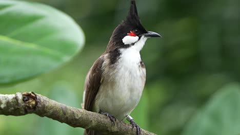 Niedlicher-Rotbartbülbül,-Pycnonotus-Jocosus-Mit-Roter-Wange,-Thront-Auf-Einem-Ast-In-Seinem-Natürlichen-Lebensraum,-Schaut-Neugierig-In-Seine-Umgebung-Und-Wundert-Sich,-Nahaufnahme