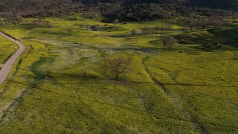 Orbital-flight-with-drone-over-a-tree-without-leaves-in-a-field-full-of-yellow-and-white-flowers-we-see-a-person-there-is-a-path-and-a-background-of-oak-forest-at-sunset-in-Avila-Spain