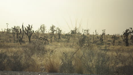 Pan-across-desert-environment-with-roadside-grassy-reeds-and-Mojave-Preserve-Joshua-Tree-forest-dry-vegetation-California-America