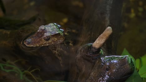 baby-caiman-waiting-in-creek-for-prey-to-pass-by