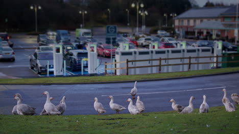 Eine-Schar-Gänse-Versucht,-Die-Straße-In-Richtung-Parkplatz-Und-Ladestation-Zu-überqueren