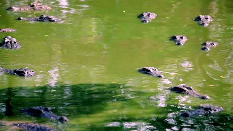 Caimanes-Asomándose-Por-Encima-Del-Agua-Del-Pantano-Verde