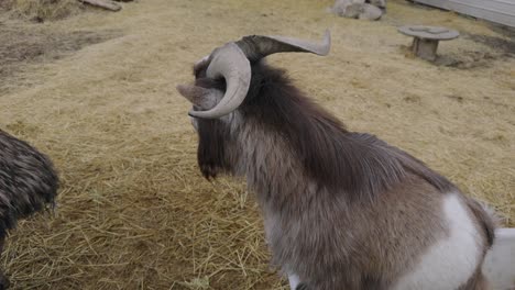 Close-Up-of-Goat-With-Big-Curly-Horns-at-Petting-Zoo