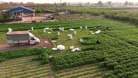 Murcia,-Spain,-February-22,-2024:-Aerial-view-of-farmers-picking-up-coriander-or-fennel-growing-in-agricultural-plantation-at-sunrise