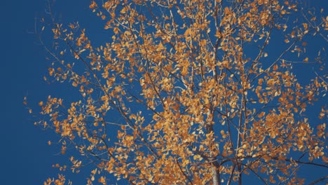 Leuchtend-Orange-Espenblätter-Zittern-Im-Wind