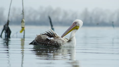 Pelecanus-Onocrotalus-Acicalarse-Plumas-Lago-Kerkini-Grecia