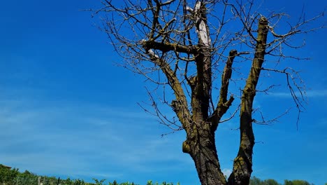 Capturando-Un-Barrido-Vertical-De-Un-árbol-Con-El-Telón-De-Fondo-De-Viñedos-En-La-Región-De-Langhe-En-Italia