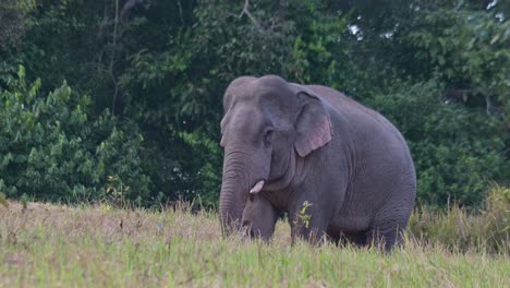 Zooming-out-to-reveal-this-massive-animal-feeding-on-the-ground-for-some-minerals,-Indian-Elephant-Elephas-maximus-indicus,-Thailand