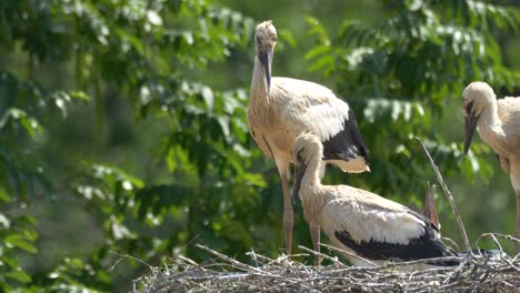 Nahaufnahme-Einer-Wilden-Storchenfamilie,-Die-Im-Sommer-Die-Sonne-Im-Nest-Zwischen-Grünen-Blättern-Genießt