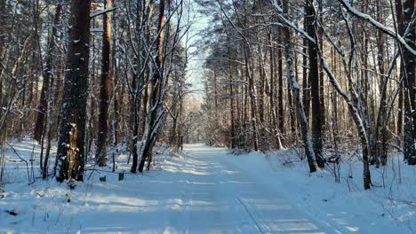 Snow-covered-forest-road,-with-tall-trees-on-either-side